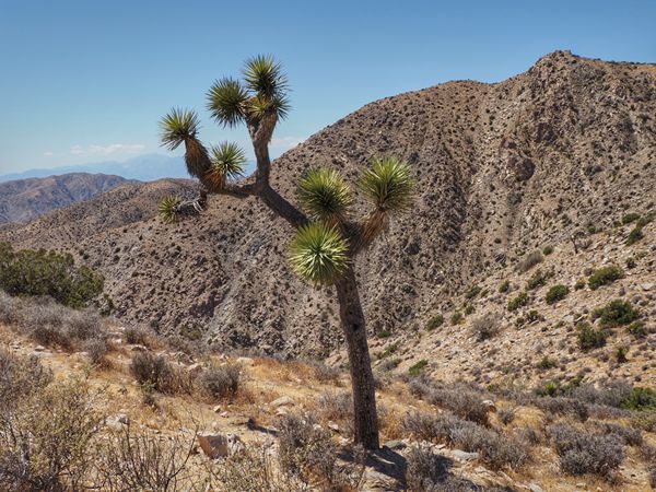 Joshua Tree NP